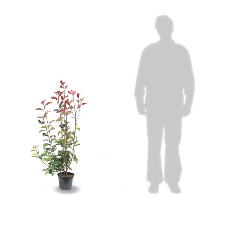 Photinia Red Select à fleurs Blanche - feuillage Persistant - Pot de 7,5L - 80/100 cm-  hauteur à maturité De 2,50 m à 3,00 m - Imagen 7