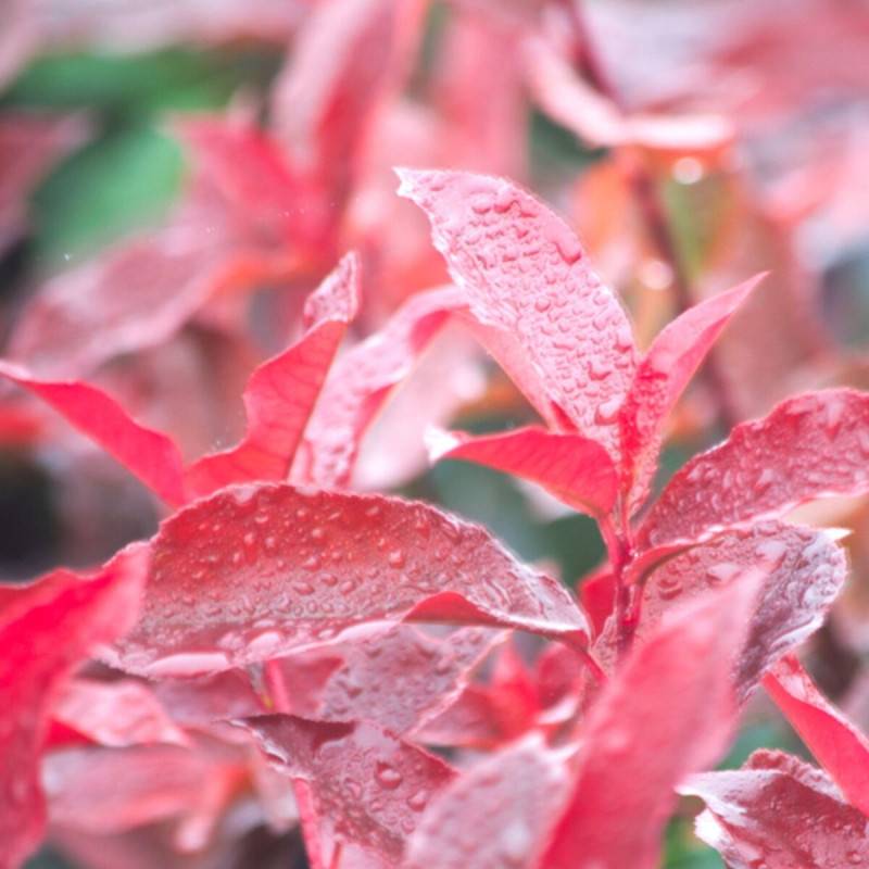Photinia Red Select à fleurs Blanche - feuillage Persistant - Pot de 7,5L - 80/100 cm-  hauteur à maturité De 2,50 m à 3,00 m - Imagen 1