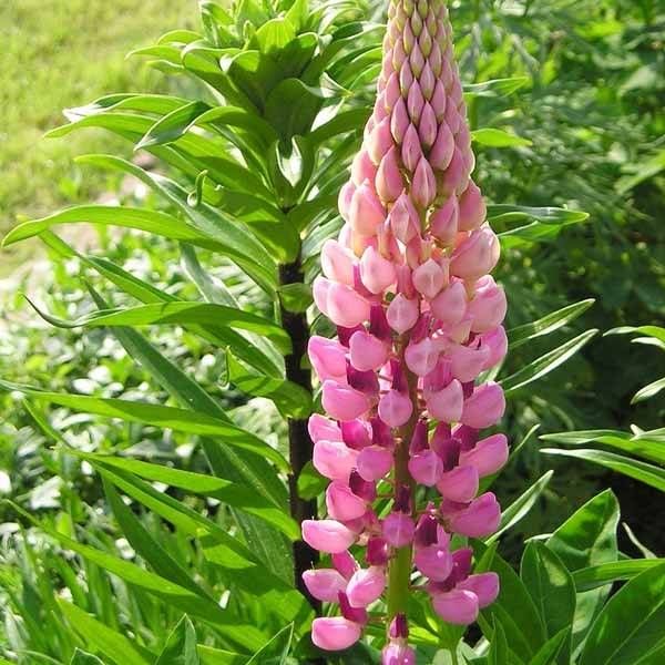Promesse de Fleurs - Lupin La Chatelaine rose Godet de 7/8 cm