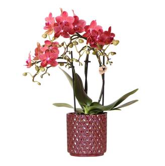 La Green Touch - Kolibri Orchids Orchidée Phalaenopsis Rouge Congo + Pot Pearl Rouge - D9