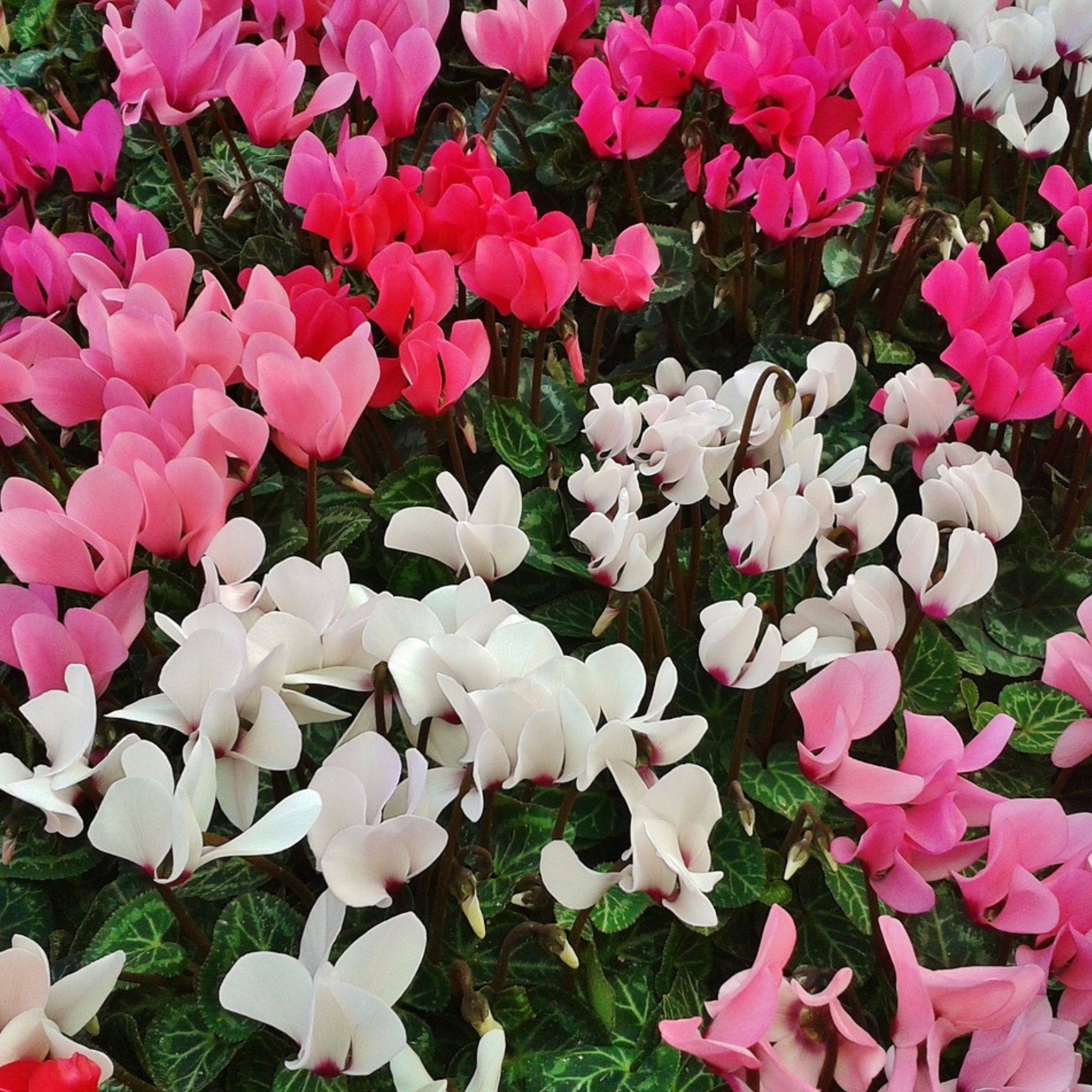 Plant In A Box - Cyclamen de Perse - Set de 6 - Cyclamen persicum - Hauteur 10-20cm - ⌀9cm - Image 3