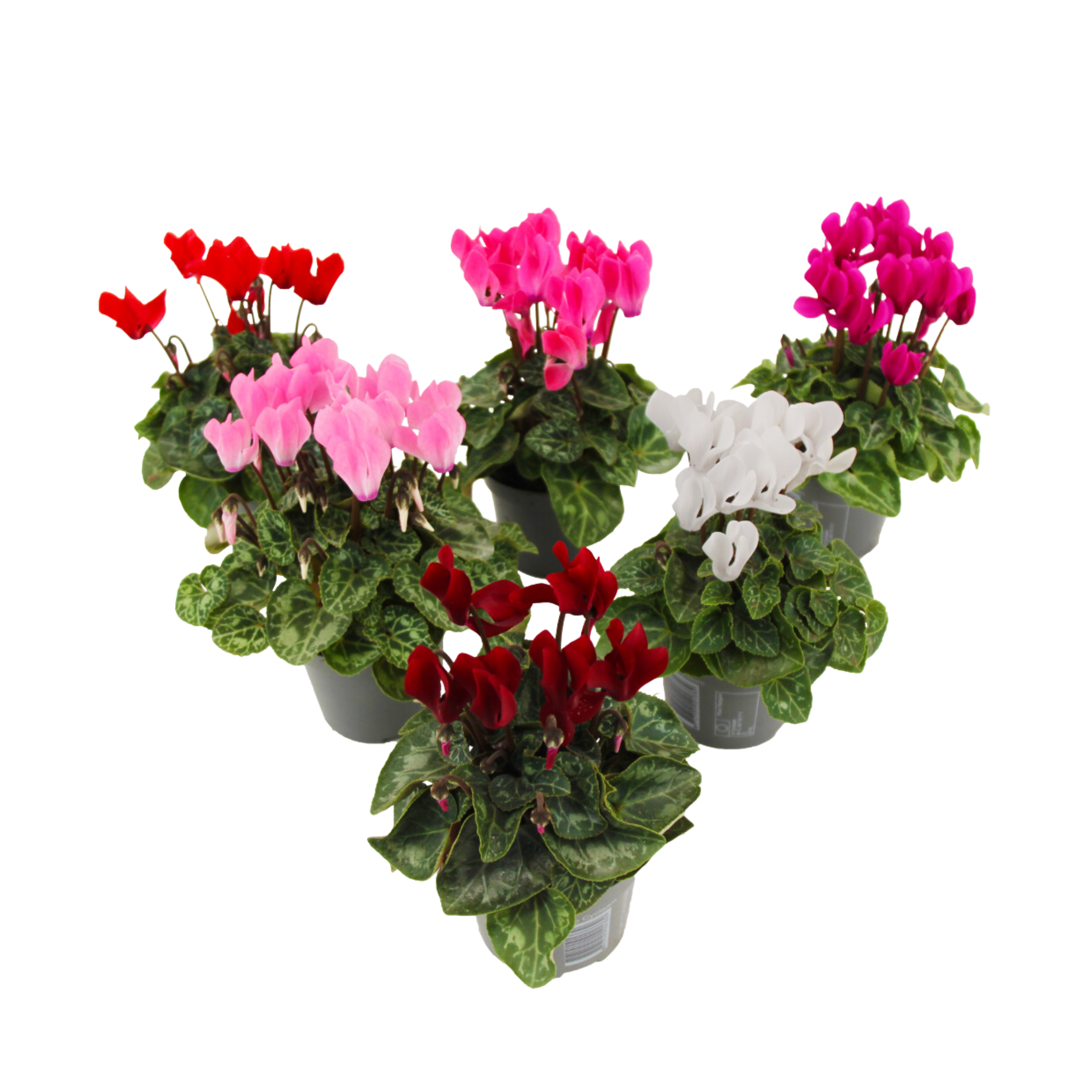 Plant In A Box - Cyclamen de Perse - Set de 6 - Cyclamen persicum - Hauteur 10-20cm - ⌀9cm