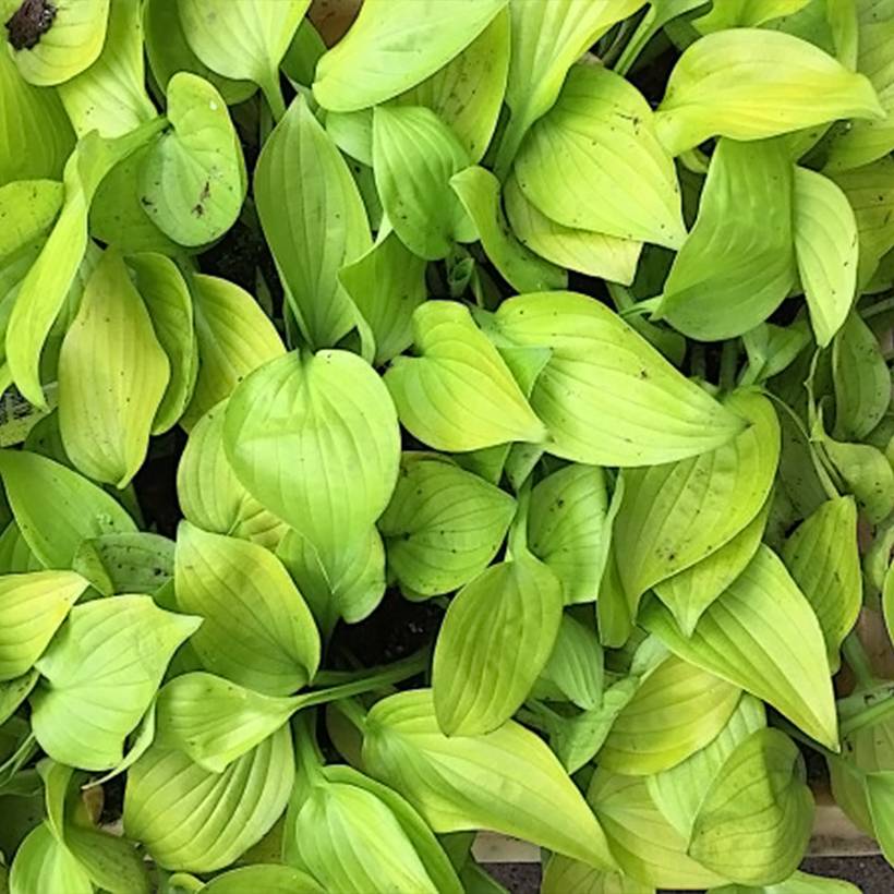 Hosta Ki Ren Jyaku Pot de 1,5L/2L