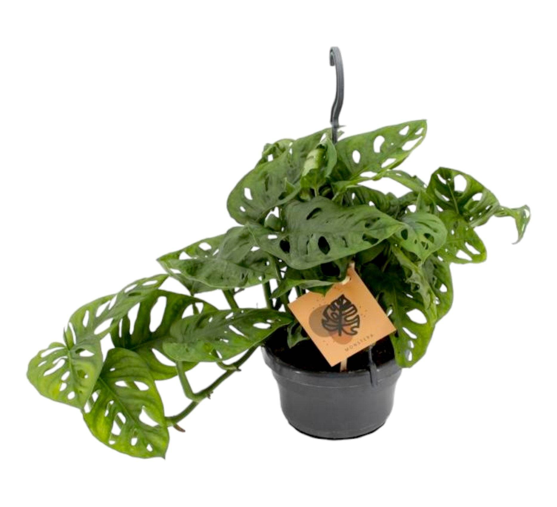 Monstera Monkey Leaf 30cm - Plante d'intérieur- La Green Touch - Imagen 3