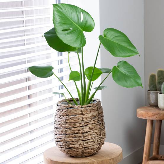Gardenersdream - Plante Monstera Faux Philodendron Exceptionnel | Plante D'Intérieur Haut De Gamme Cadeau| (40-50Cm Pot Inclus) - GardenersDream - Image 1