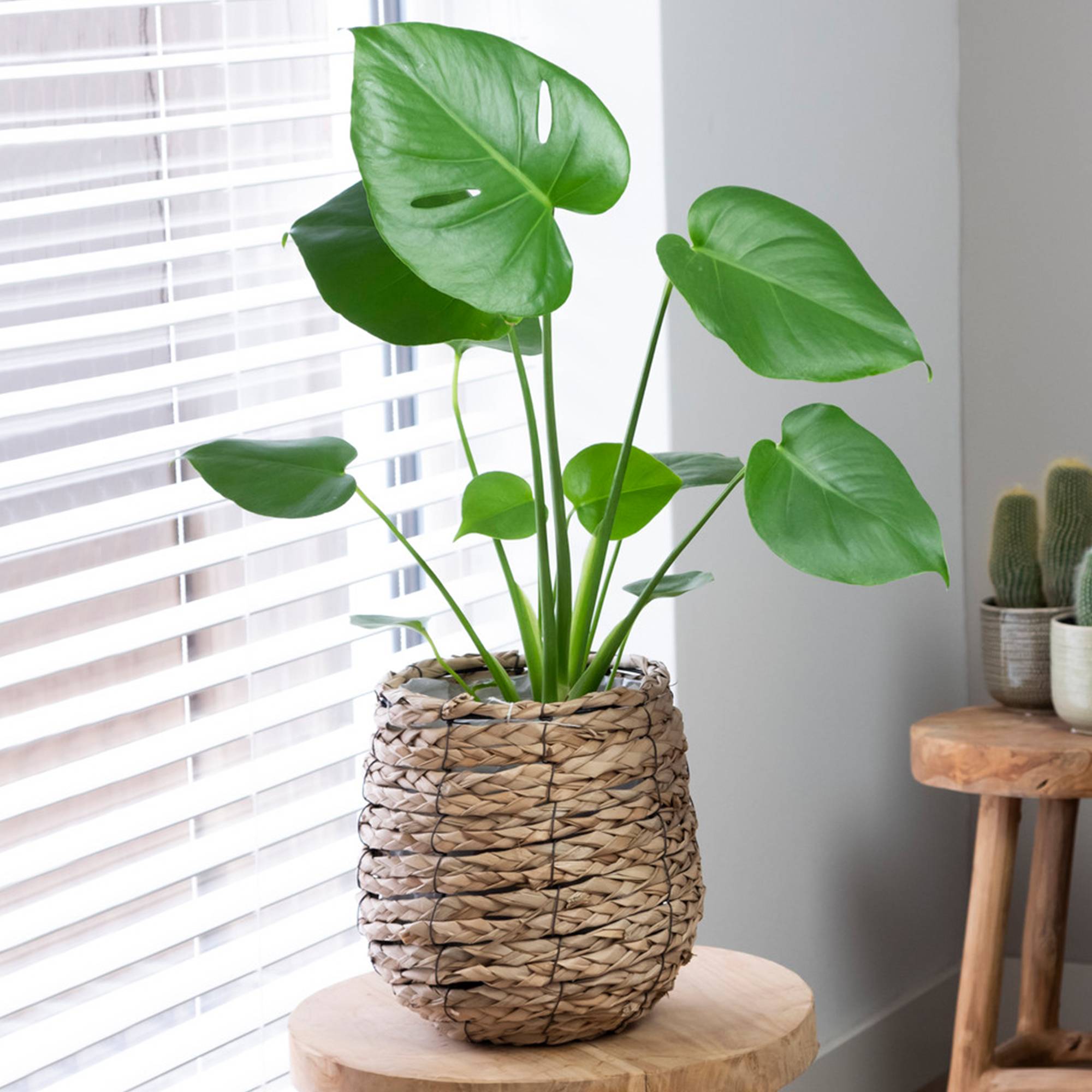 Gardenersdream - Plante Monstera Faux Philodendron Exceptionnel | Plante D'Intérieur Haut De Gamme Cadeau| (40-50Cm Pot Inclus) - GardenersDream - Image 1