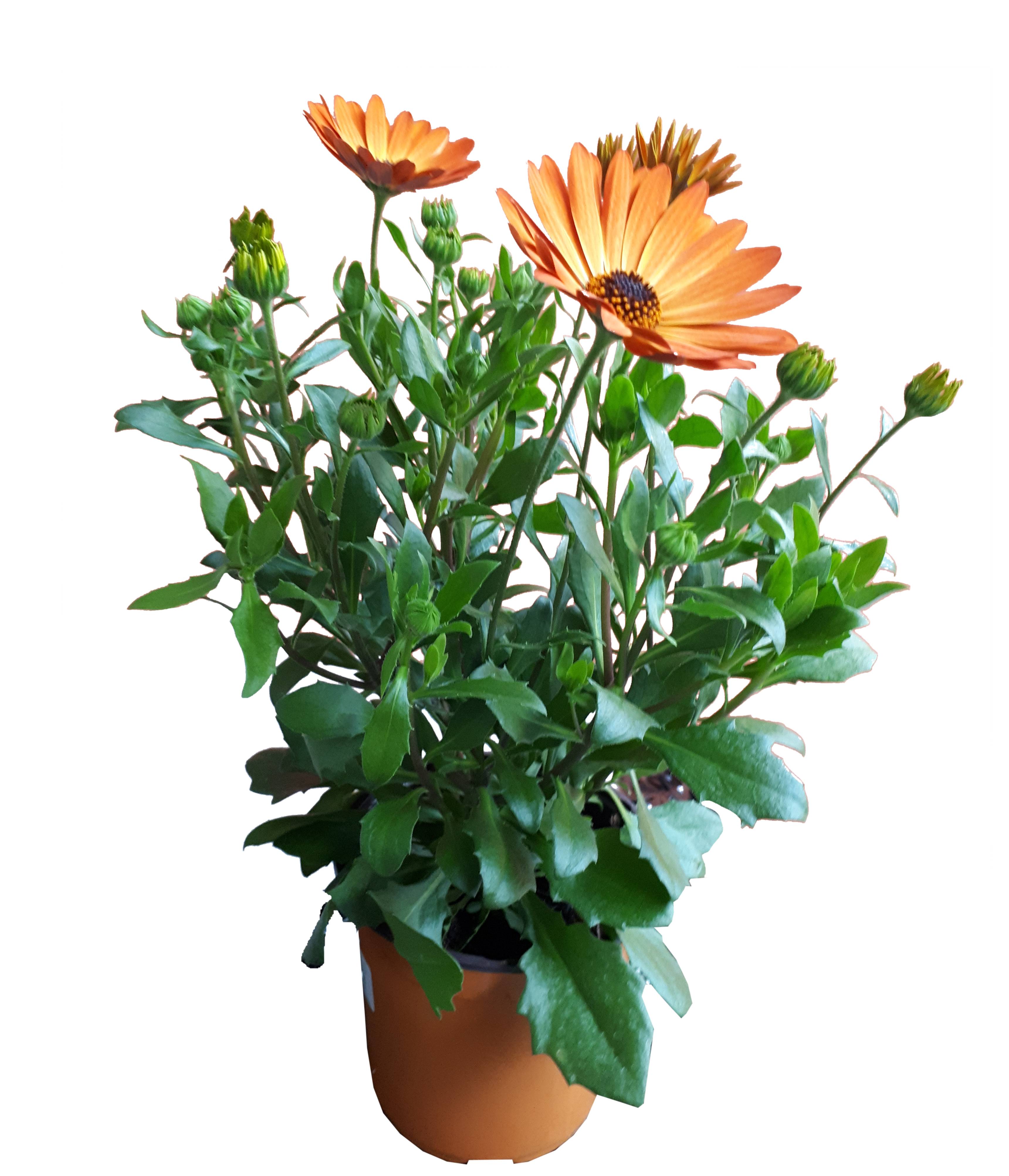 Horti-Flandre - Osteospermum orange Pot 13 cm
