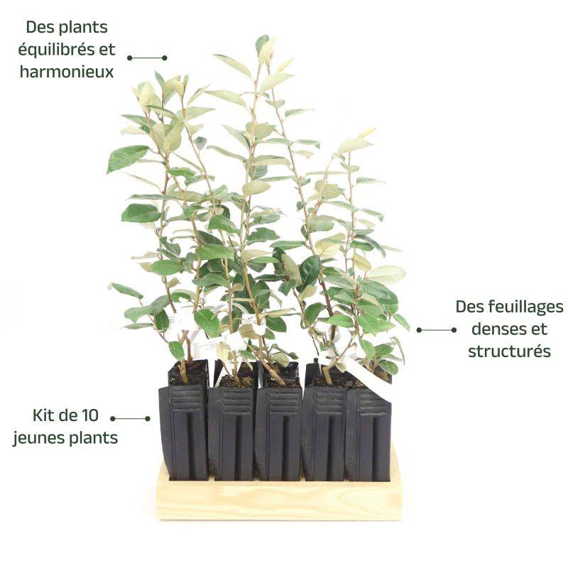 10 Elaeagnus (Elaeagnus ebbingei) - Haie de Elaeagnus -  - Pépinières Naudet - Imagen 4