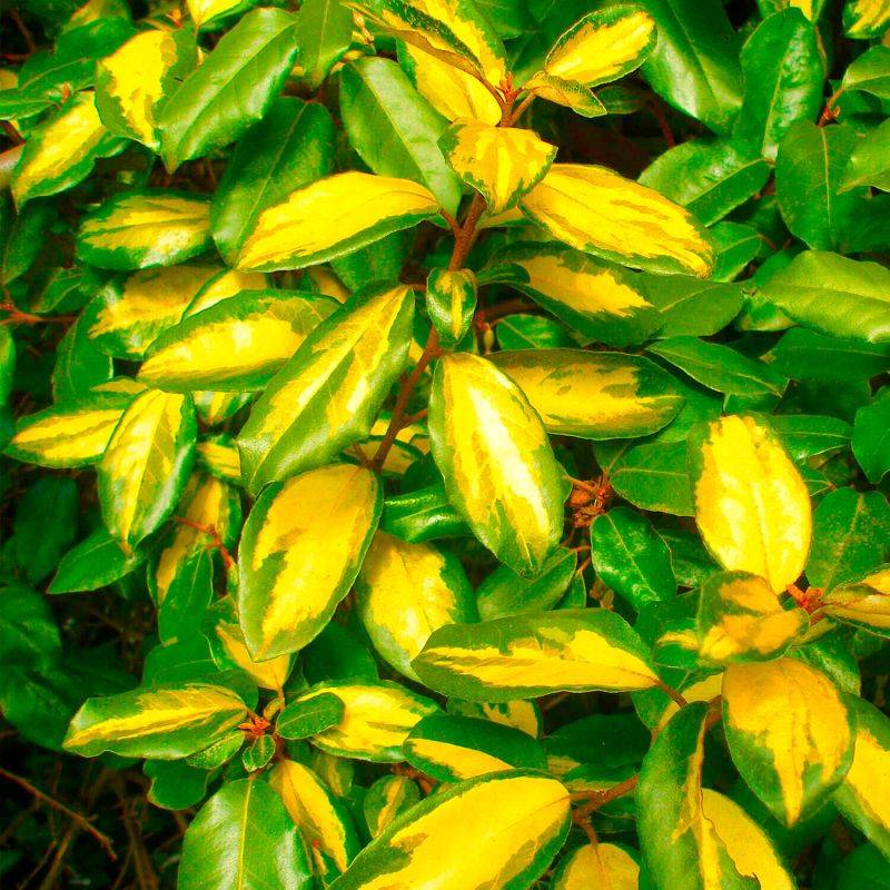 10 Elaeagnus (Elaeagnus ebbingei) - Haie de Elaeagnus -  - Pépinières Naudet - Imagen 2