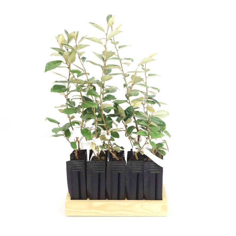 10 Elaeagnus (Elaeagnus ebbingei) - Haie de Elaeagnus -  - Pépinières Naudet - Imagen 3