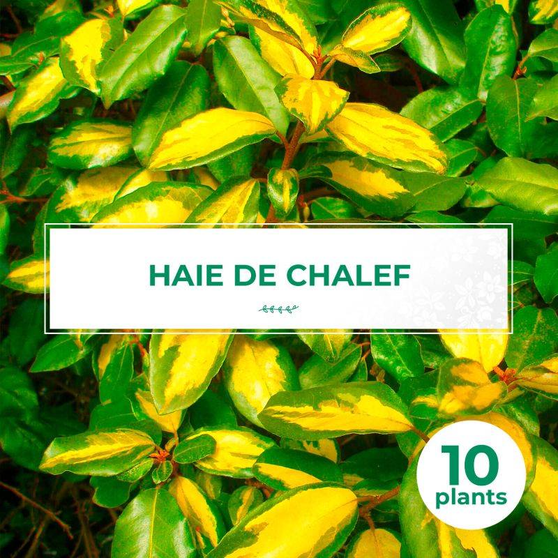 10 Elaeagnus (Elaeagnus ebbingei) - Haie de Elaeagnus -  - Pépinières Naudet - Imagen 1