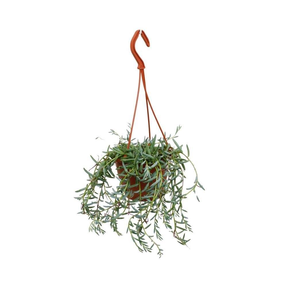 La Green Touch - Senecio Hallianus 25cm - Plante d'intérieur- La Green Touch - Imagen 2