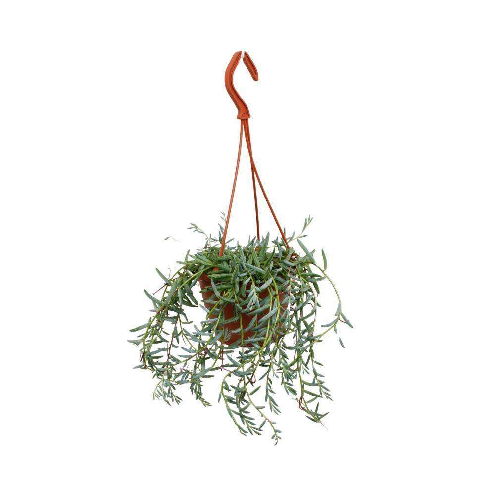 La Green Touch - Senecio Hallianus 25cm - Plante d'intérieur- La Green Touch - Imagen 1