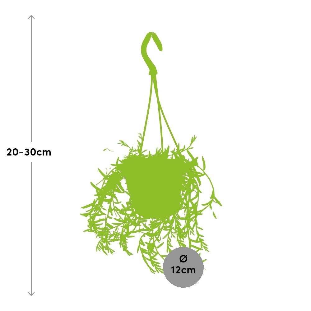 La Green Touch - Senecio Hallianus 25cm - Plante d'intérieur- La Green Touch - Imagen 3