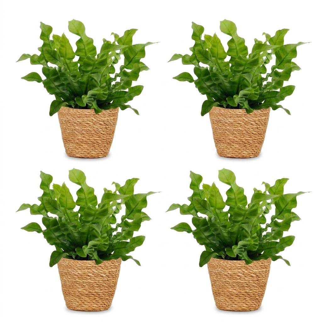 La Green Touch - Asplenium nidus Crispy Wave - Fougère nid d'oiseau - Lot de 4 plantes - Panier en jonc de mer inclus - Pot Ø12 cm, H 30 cm - Image 2