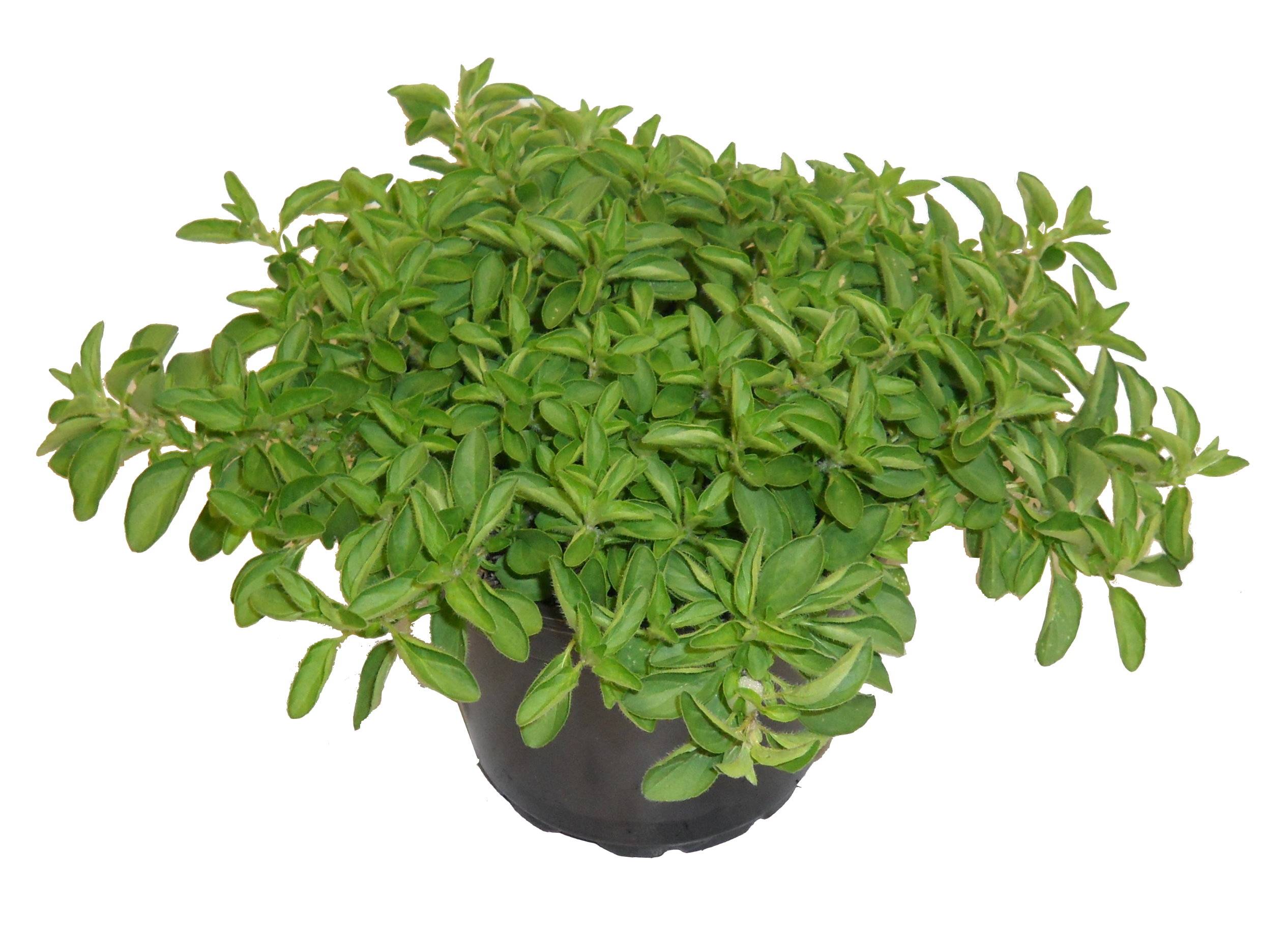 Horti-Flandre - Origan pot 14 cm
