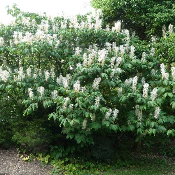 Promesse de Fleurs - Aesculus parviflora - Pavier blanc Pot de 20L/25L