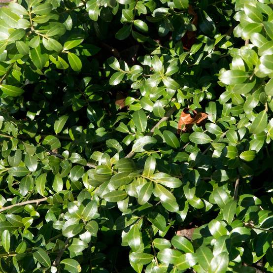 Houx crénelé - Ilex crenata Green Hedge Godet de 8/9 cm - Image 1