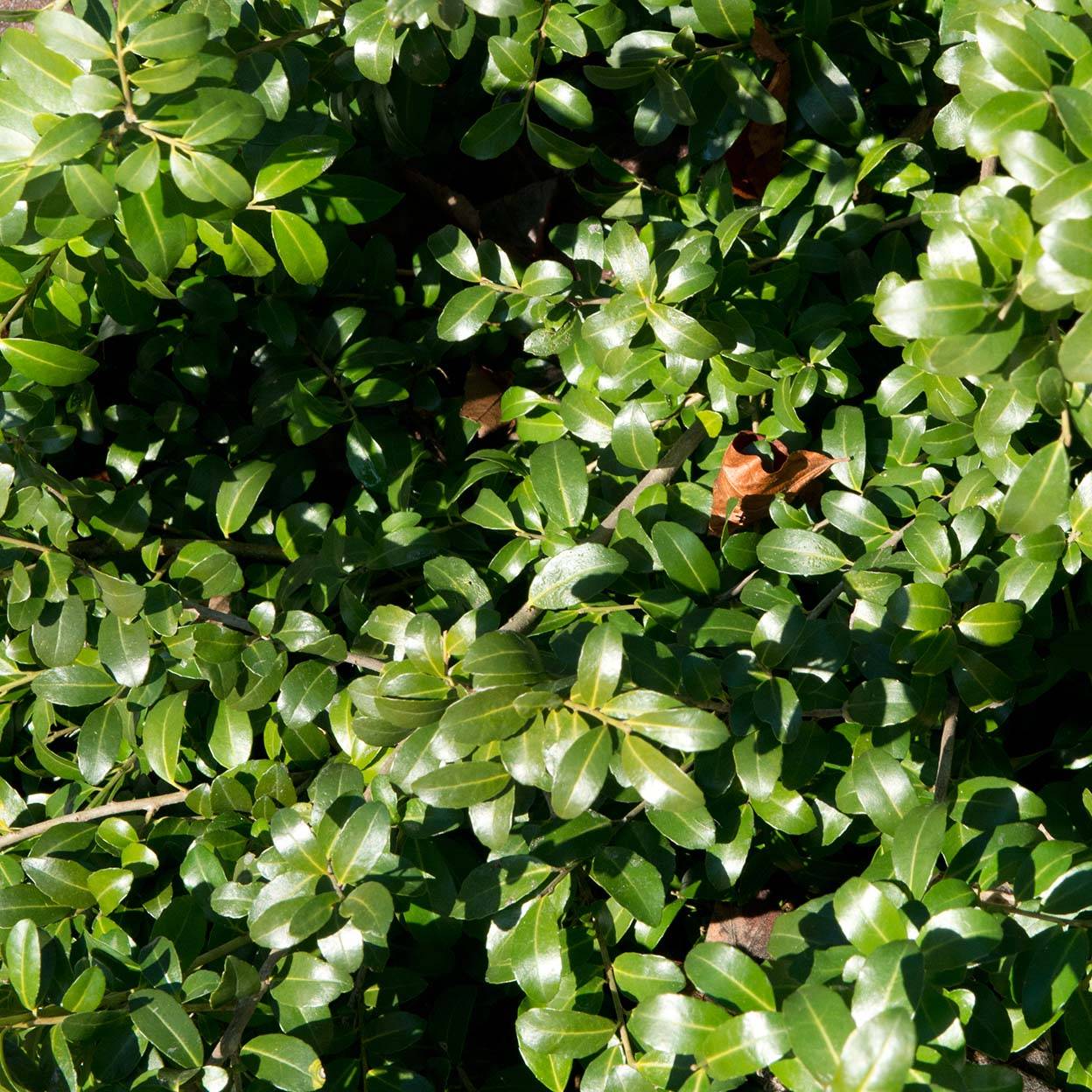 Houx crénelé - Ilex crenata Green Hedge Godet de 8/9 cm - Image 1