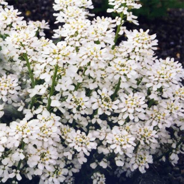 Promesse de Fleurs - Iberis sempervirens Weisser Zwerg - Corbeille d'argent Pot de 2L/3L