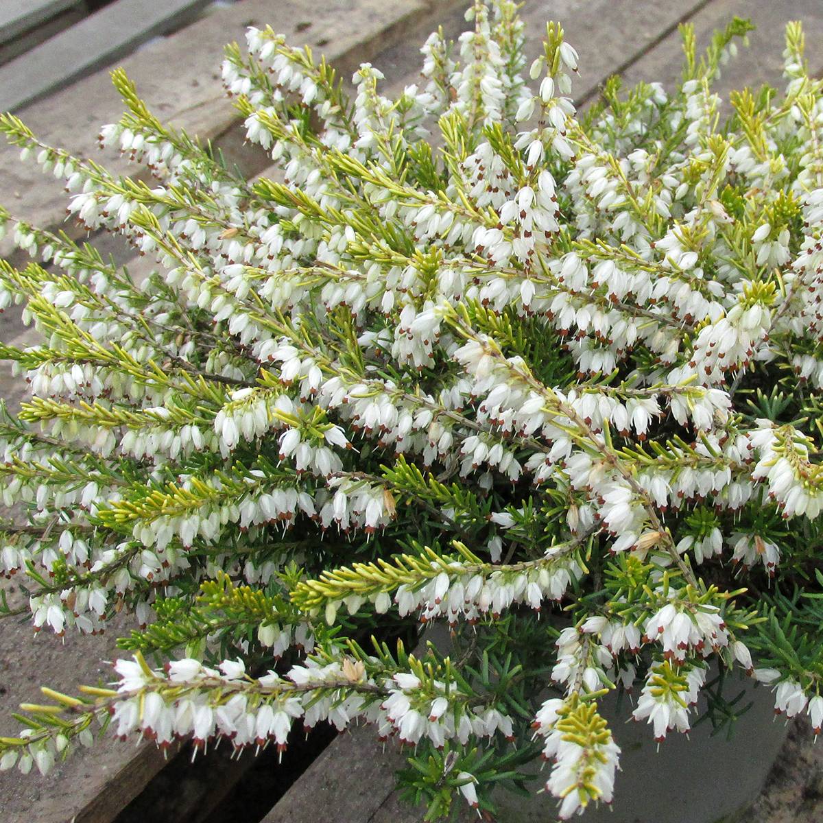 Promesse de Fleurs - Bruyère d'hiver - Erica x darleyensis Golden Perfect Pot de 10 cm/11cm