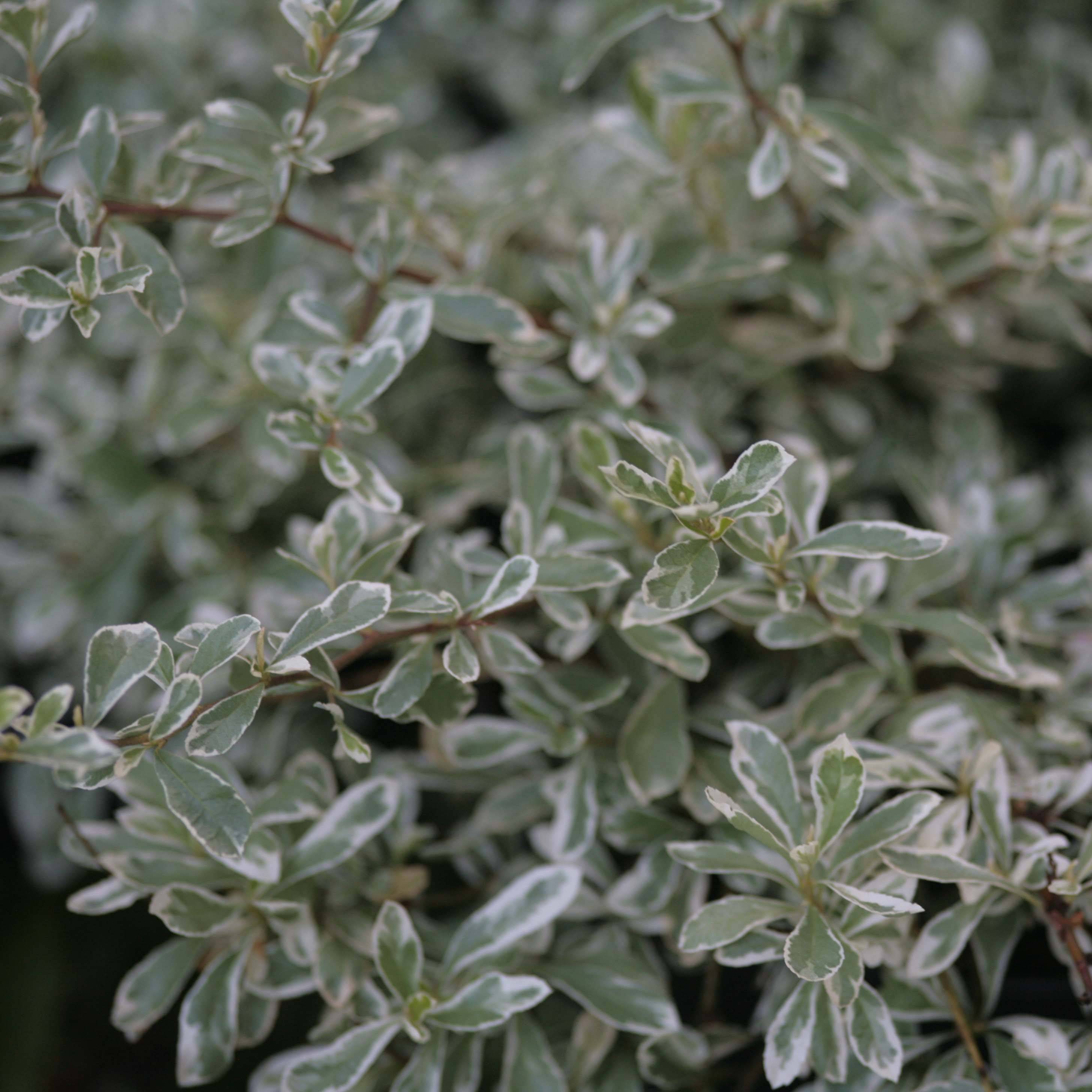 Pyracantha Sparkler Pot de 2L/3L
