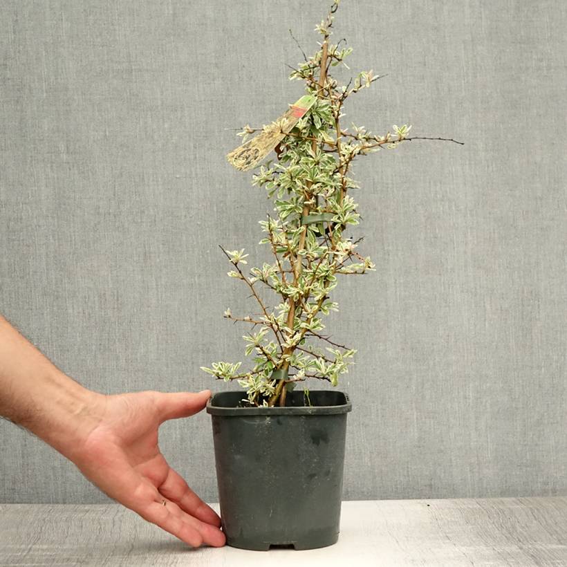 Pyracantha Sparkler Pot de 2L/3L - Image 2