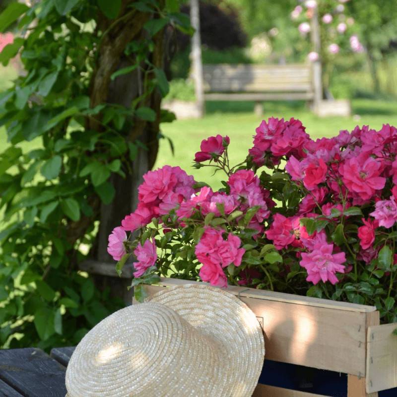 Rosier paysager Decorosier® Emera® 'Noatraum' à fleurs Rose - feuillage Caduc - Pot de 5L - 40/60 cm-  hauteur à maturité De 0,50 m à 1,00 m - Imagen 1