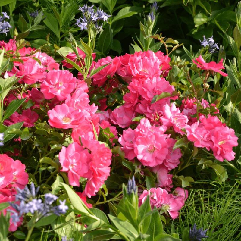 Rosier paysager Decorosier® Emera® 'Noatraum' à fleurs Rose - feuillage Caduc - Pot de 5L - 40/60 cm-  hauteur à maturité De 0,50 m à 1,00 m - Imagen 4