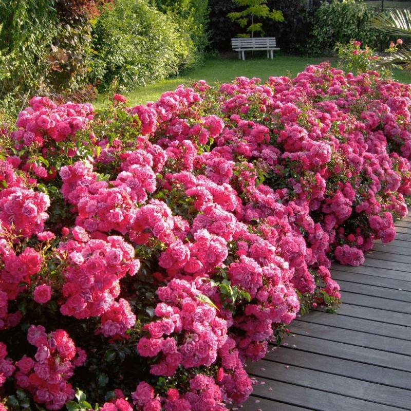 Rosier paysager Decorosier® Emera® 'Noatraum' à fleurs Rose - feuillage Caduc - Pot de 5L - 40/60 cm-  hauteur à maturité De 0,50 m à 1,00 m - Imagen 5