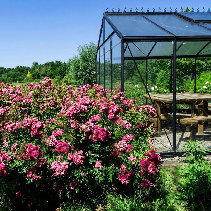 Rosier paysager Decorosier® Emera® 'Noatraum' à fleurs Rose - feuillage Caduc - Pot de 5L - 40/60 cm-  hauteur à maturité De 0,50 m à 1,00 m - Imagen 3