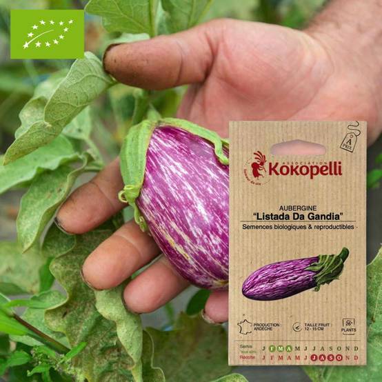 Aubergine Listada Da Gandia- Graines bio à semer - Image 1