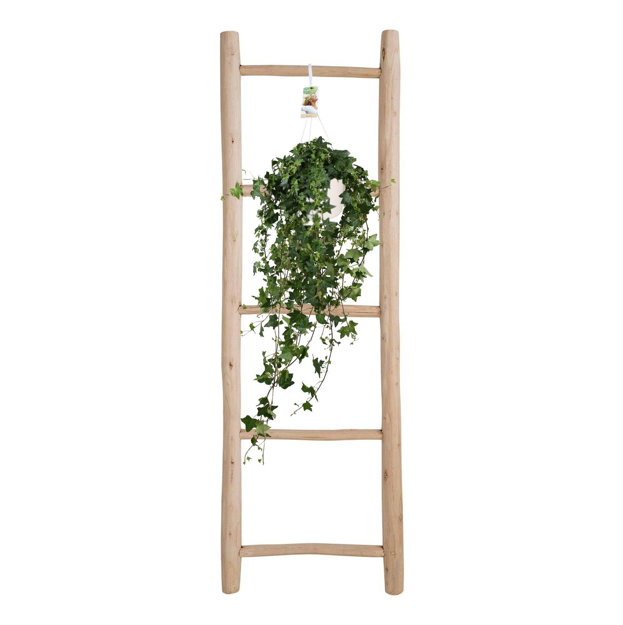 La Green Touch - Lierre Pittsburgh en grand format - Hedera helix - H 90 cm, pot Ø17 cm - Image 3
