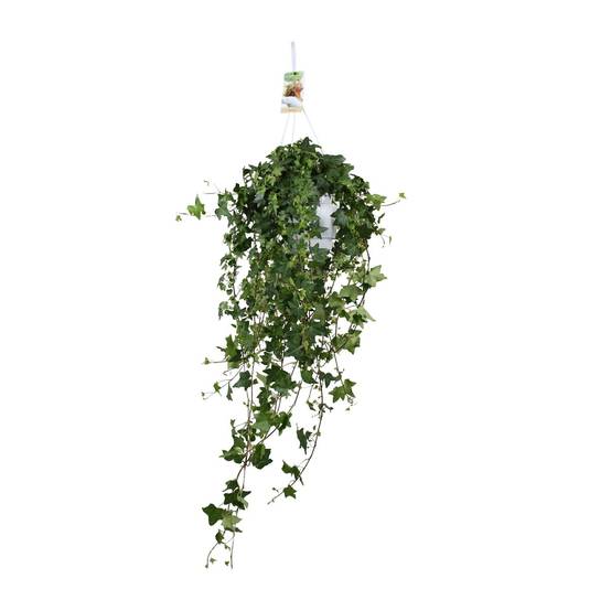 La Green Touch - Lierre Pittsburgh en grand format - Hedera helix - H 90 cm, pot Ø17 cm - Image 2