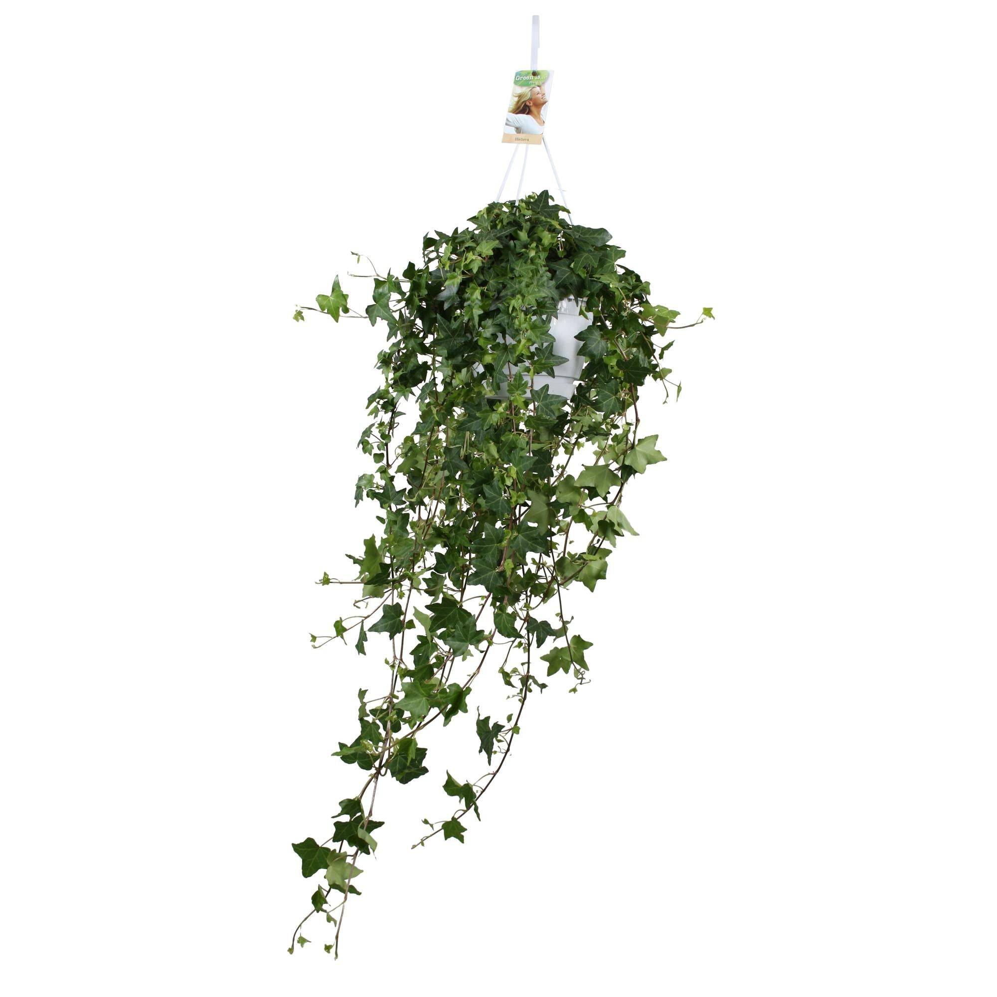La Green Touch - Lierre Pittsburgh en grand format - Hedera helix - H 90 cm, pot Ø17 cm - Image 1