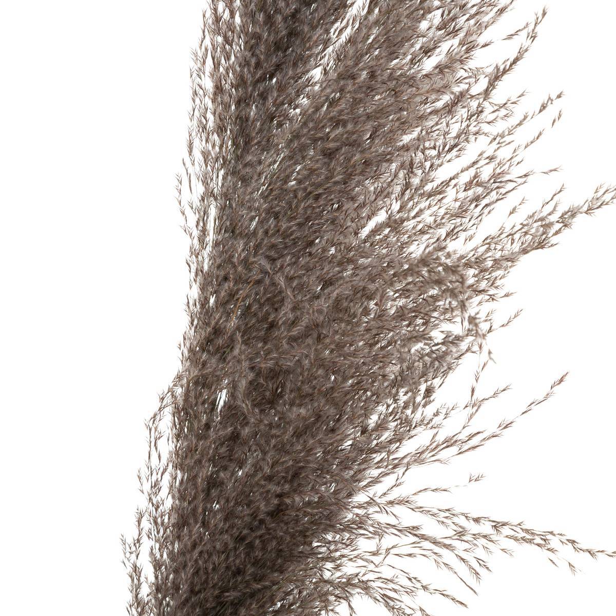 Atmosphera - 3 fleurs séchées "Pampa brune" H110cm - Atmosphera Créateur d'intérieur - Imagen 5