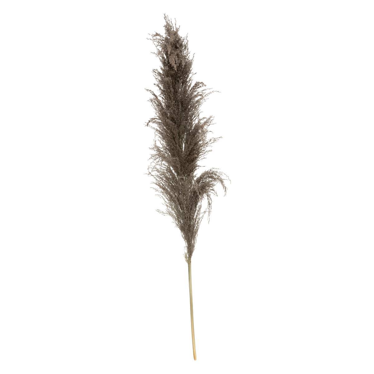 Atmosphera - 3 fleurs séchées "Pampa brune" H110cm - Atmosphera Créateur d'intérieur - Imagen 2