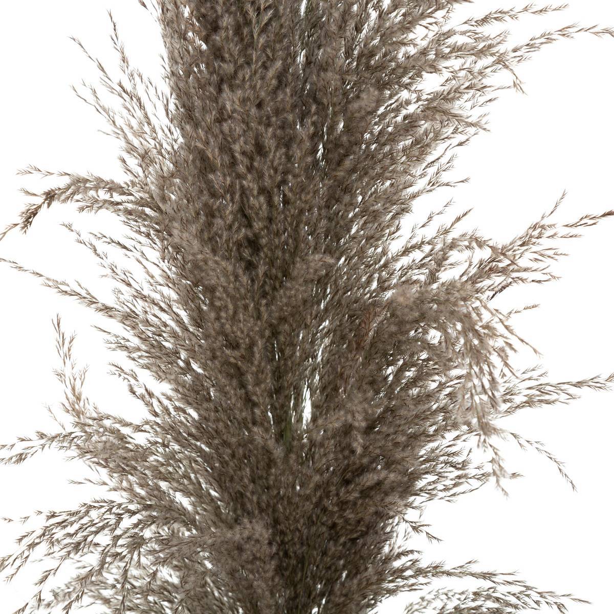 Atmosphera - 3 fleurs séchées "Pampa brune" H110cm - Atmosphera Créateur d'intérieur - Imagen 3