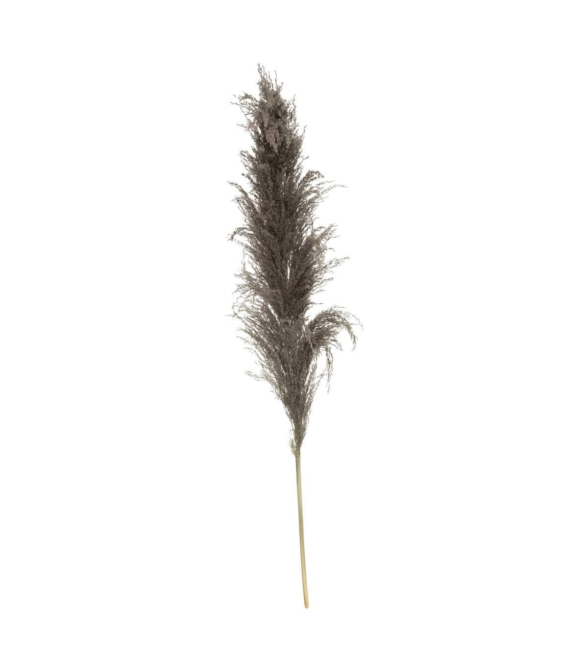 Set de 3 Branches de Pampa séchée Brune H 109 cm - Image 1
