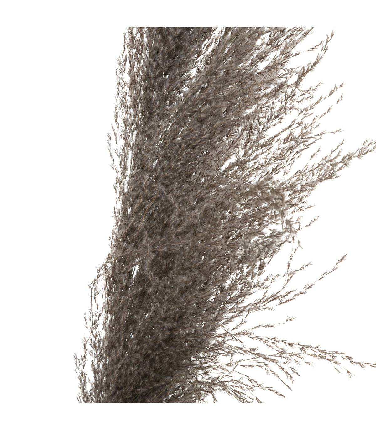 Set de 3 Branches de Pampa séchée Brune H 109 cm - Image 3