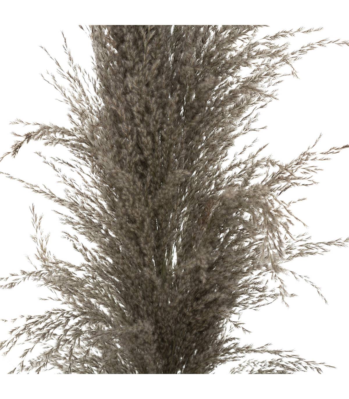 Set de 3 Branches de Pampa séchée Brune H 109 cm - Image 2