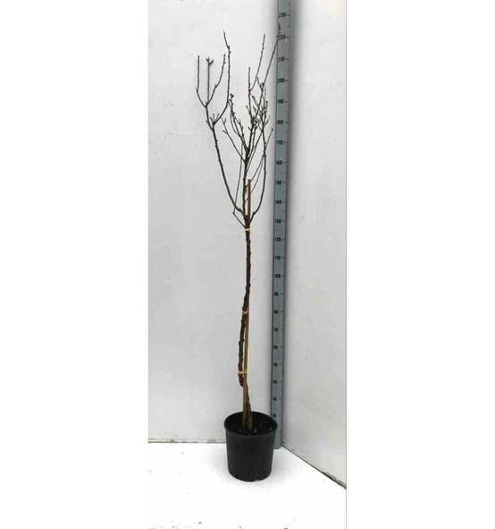 0 - Prunus dulcis (Amandier) Pot de 30L -160/180 cm - Image 1