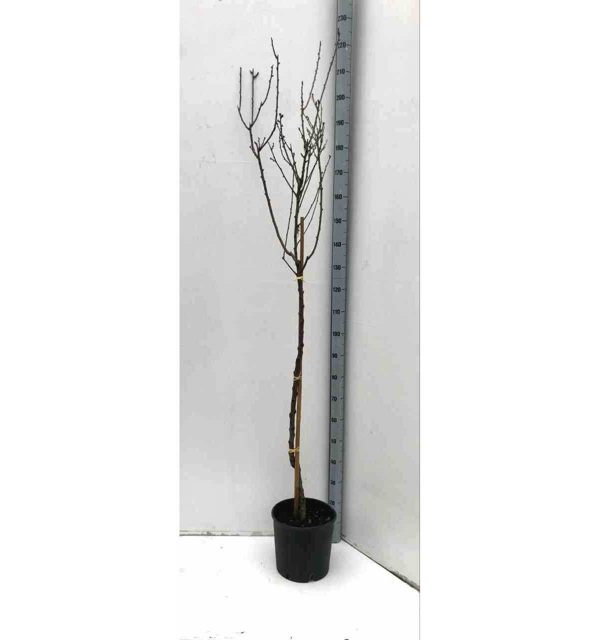 0 - Prunus dulcis (Amandier) Pot de 30L -160/180 cm - Image 1