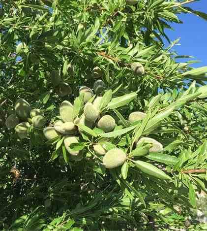0 - Prunus dulcis (Amandier) Pot de 30L -160/180 cm - Image 2