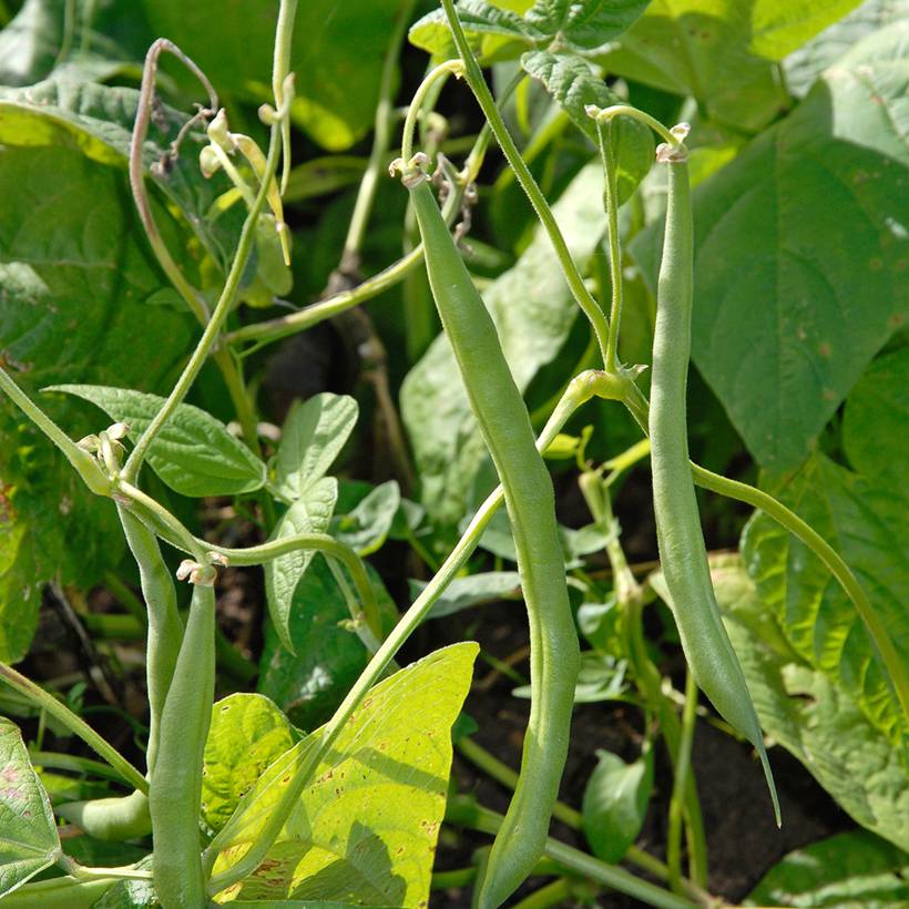 Haricot nain à filet Fin de Bagnols le sachet de 250 graines environ (100g)