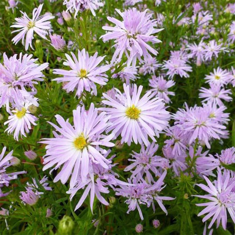 Promesse de Fleurs - Aster novi-belgii Rosenquarz - Aster grand d'automne Godet de 8/9 cm