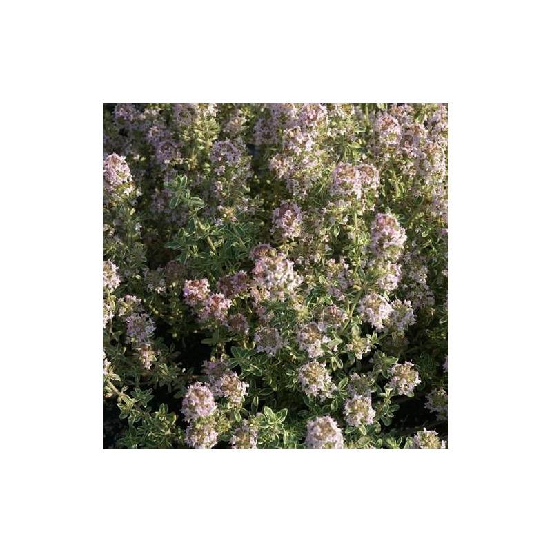 Thym commun Silver Posie à fleurs Rose - feuillage Persistant - Godet - 5/20 cm-  hauteur à maturité Moins de 0,15 m - Imagen 1