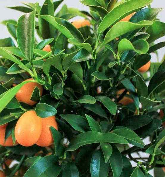 0 - Citrus Kumquat grande (Fortunella margarita variété gros fruit gouteux) Pot de 9 litres -140/160 cm - Image 2