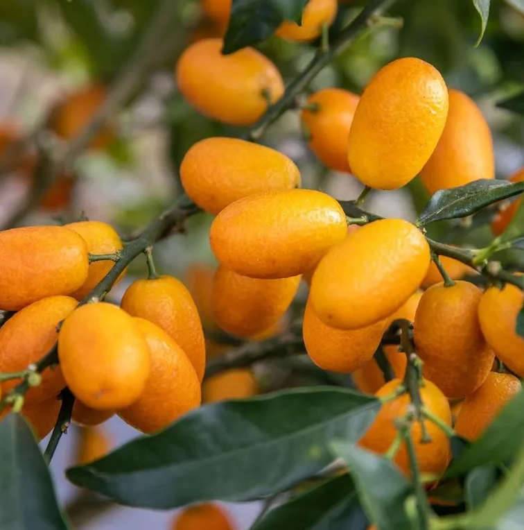 0 - Citrus Kumquat grande (Fortunella margarita variété gros fruit gouteux) Pot de 9 litres -140/160 cm