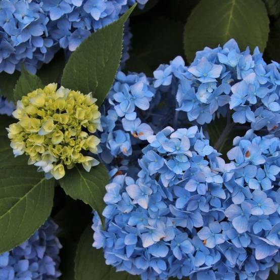 Hortensia Bodensee, Hydrangea macrophylla à fleurs Bleue - feuillage Caduc - Pot de 1,5L - 20/40 cm- hauteur à maturité De 1,00 m à 1,50 m - Image 1